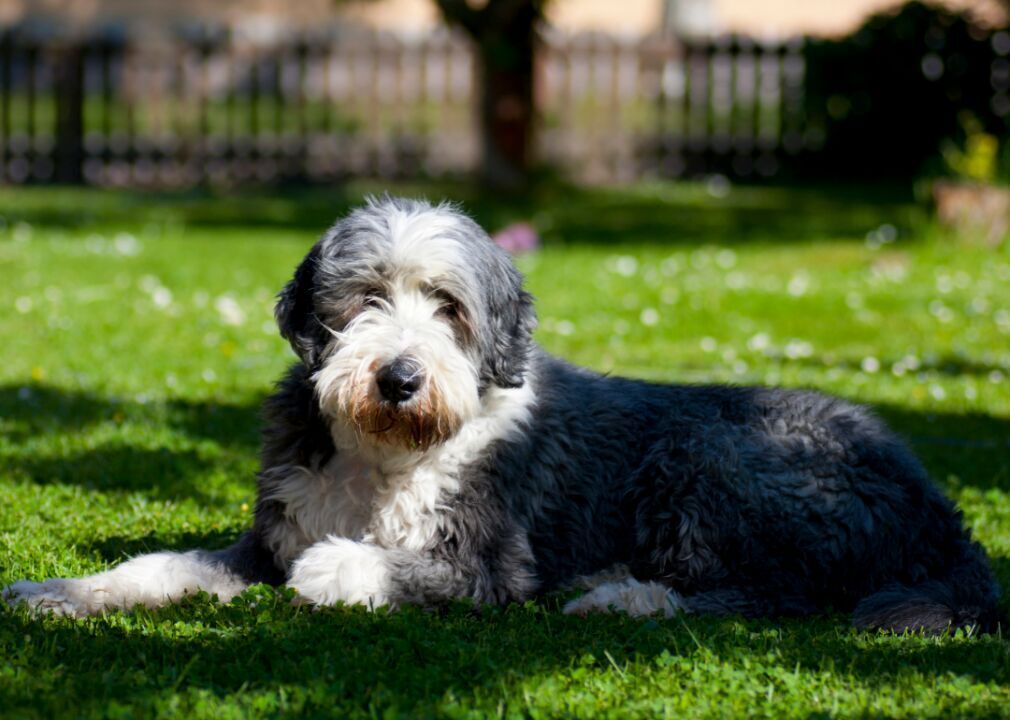 #45. Bearded collie (tie)